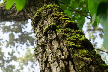 Fototapeta premium Tree