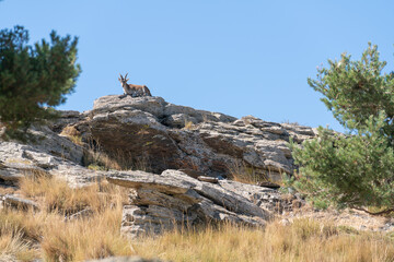 mountain goat lying on top of the rock