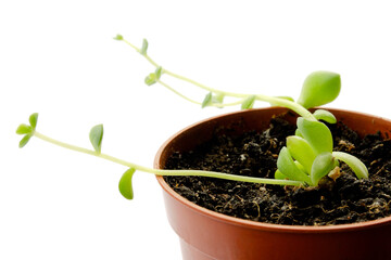 Small succulent plant in a pot, isolated on white background, front view. Close-up. Green small succulent plant isolated on white background. Succulent plant in a brown pot.
