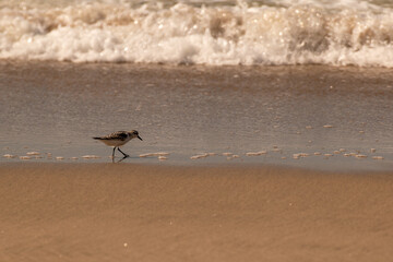 Seagulls and birds at the beach
