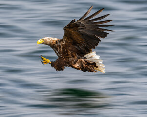 White Tailed Sea Eagle