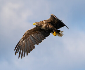 White Tailed Sea Eagle in flight