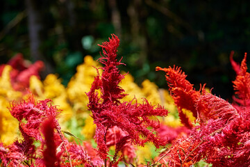 Isolated Indian red amaranth plant lit by sun on blurred blooming field and bright green bokeh background. Leaf vegetable, cereal and ornamental plant, source of proteins and amino acids.