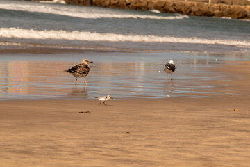 Seagulls and birds at the beach