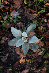 Picture of an isolated plant in autumn. Shooting date - 10/11/2020. Location - Limbazi, Limbazu novads, Latvia.