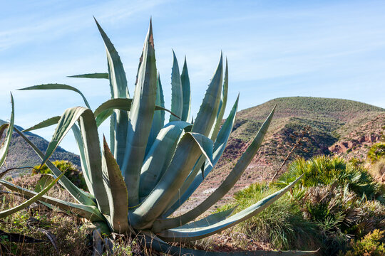 Agave americana