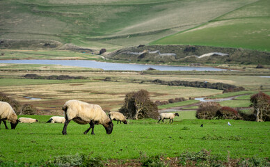 Sheep grazing on hillside