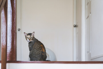 Short hair cat sitting on stair