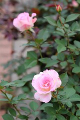 薔薇（マチルダ）