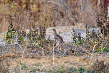 a flock of grey partridges are hiding in the grass
