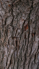 texture of brown tree bark