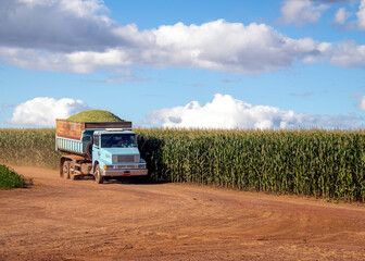 A truck carrying the agricultural crop on a corn farm. Economic support in agribusiness.