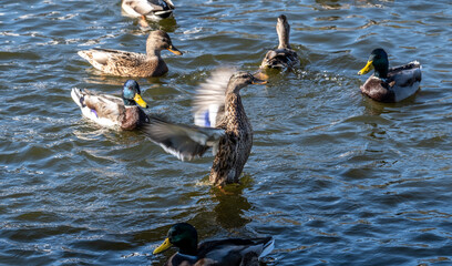 close-up performs a dance on the water in front of a flock of ducks and drakes