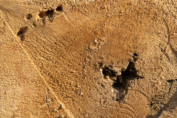 Tree stump texture of the wood. A saw up tree. Cross section oflumber. Close-up. Background texture.