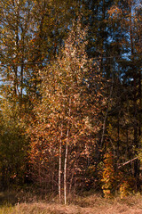 Autumn season is here, picture off trees in autumn. Shooting date - 10/11/2020. Location - Limbazi, Limbazu novads, Latvia.