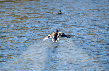 duck at high speed flies up to his flock sitting on the pond
