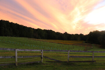 Sunset at a Virginia vineyard, September 2020