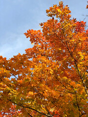 Fall tree tops, October 2020
