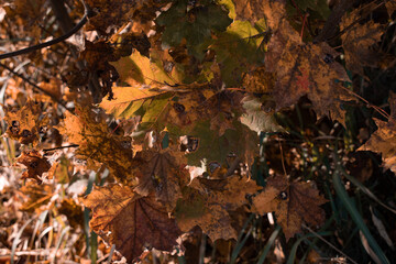 Autumn leaves in the forest. Shooting date - 10/11/2020. Location - Limbazi, Limbazu novads, Latvia.