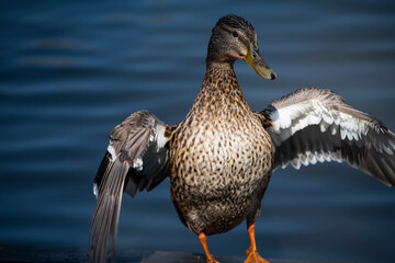 Young duck on golden reflection water lake nature birds wild life