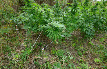 Fototapeta premium Cannabis growing in a field, low stress training technique: bending trunk of a plant and branches down using pegs and ropes