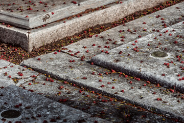 red berries lying on tombstones at graveyard in autumn