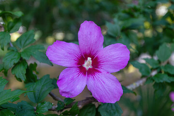 Original pink flower in the garden close-up.