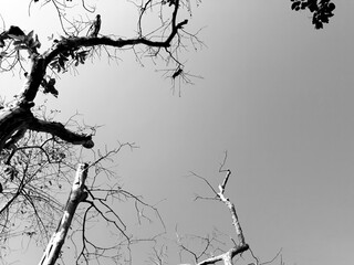 Branch tree in black and white