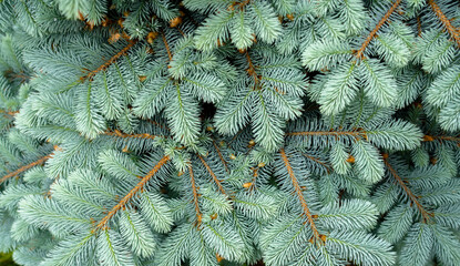 background for screensavers, Christmas and new year cards made of fir branches
