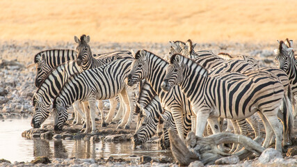 A herd of zebras quenching their thirst at a waterhole in Etosha National Park, Namibia. - obrazy, fototapety, plakaty