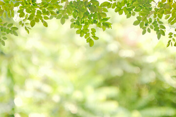 Fototapeta na wymiar Green leaves with space on blurred for background