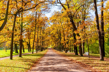 Oak alley in Catherine park in autumn, Tsarskoe Selo (Pushkin), Saint Petersburg, Russia
