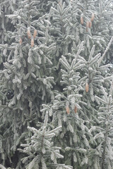 Fir tree branch with cones hoarfrosted with rime in the forest nature background texture, closeup,...