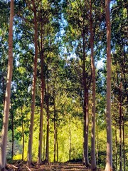 autumn in the forest