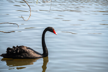 Nice black swan sweeming and eating on lake spring nature ecology