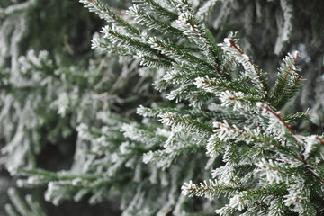 Fir tree branch with cones hoarfrosted with rime in the forest nature background texture, closeup,...