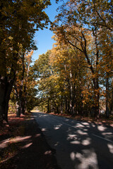 Trees in autumn around road. Shooting date - 10/11/2020. Location - Limbazi, Limbazu novads, Latvia.