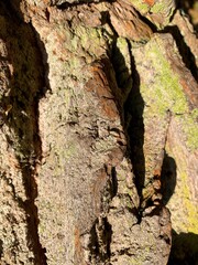 Texture of an old tree bark