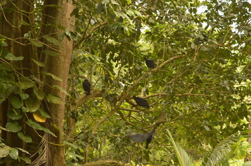 The cloud forests and beaches of beautiful Costa Rica in Central America