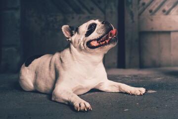 Portrait französische Bulldogge weiß liegend