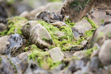 Naklejka na ściany i meble Green algae on the sea rocks after a powerful storm