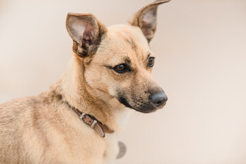 Naklejka na ściany i meble Cute brown puppy on a beach in Scotland - pet (dog) photography