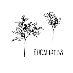 Black Eucaliptus leaves isolated vector on white background