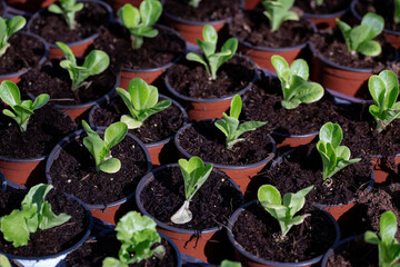 Fresh green seedlings. Selective focus shot of bright green leaves, planting seedlings in greenhouse. Idea for wallpaper, postcard, poster design, banner, copy space, close up.