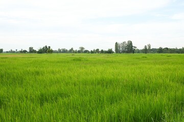 Obraz premium Rice field landscape , green Nature background