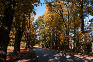 Trees in autumn around road. Shooting date - 10/11/2020. Location - Limbazi, Limbazu novads, Latvia.