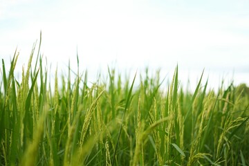 Rice field landscape , green Nature background
