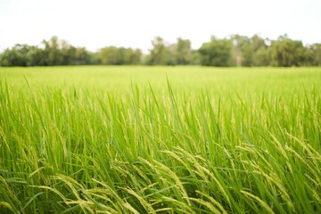 Rice field landscape , green Nature background