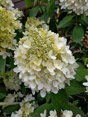 Hortensienbl&uuml;te