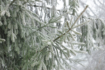 Fir tree branch with cones hoarfrosted with rime in the forest nature background texture, closeup,...